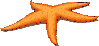 starfish.