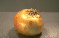 onion