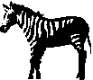 zebra.